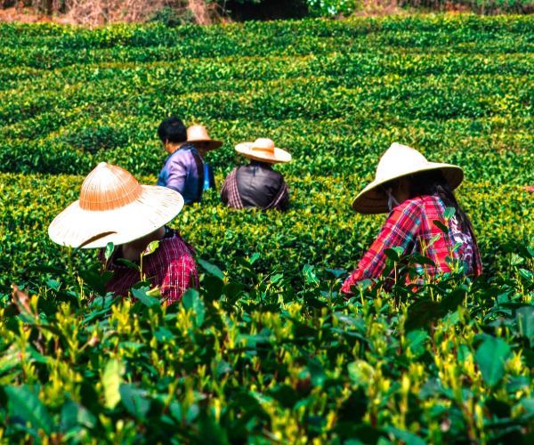 Tea plantation in China