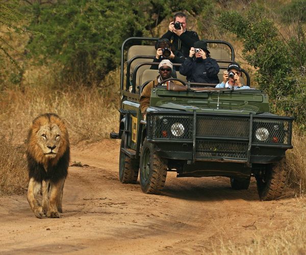 Big 5 game drive at Mala Mala 